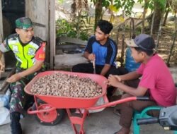 Pantau Harga demi Kesejahteraan Petani, Babinsa dan PPL Cek Harga Padi di Desa Lam Asan, Aceh Jaya