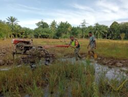 Babinsa Koramil 0105-10/Woyla Barat Turun ke Sawah, Serda Kurniadi Bantu Petani Bajak Sawah