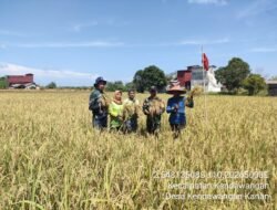 Babinsa 03/Kendawangan Dampingi dan Bantu Petani Panen Padi