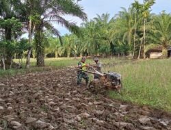 Babinsa Koramil 0105-10/Woyla Barat Koptu Edwar Isda Hariyanto Bantu Petani Bajak Sawah di Desa Binaan