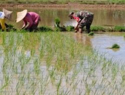 Babinsa Koramil 01/Jaya Serka Teguh Dampingi Warga Binaan dalam Upaya Ketahanan Pangan di Pasar Lamno
