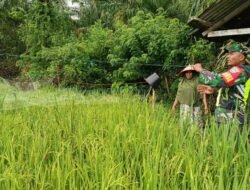 Babinsa Setia Bakti Dampingi Petani Pasang Jaring Pengahalau Hama Burung Pipit