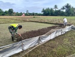 Babinsa Koramil 09/Samatiga Bantu Warga Siapkan Lahan untuk Tanam Padi di Desa Suak Timah