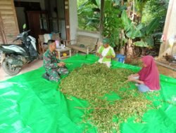 Babinsa Sandai Gencarkan Sosialisasi Ketahanan Pangan di Tumbang Pauh
