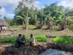 Babinsa Lakukan Pengecekan Hama Padi di Sawah Desa Pasar Senin