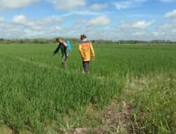 Babinsa Koramil 1010-07/Piani Laksanakan Pendampingan Penyemprotan Hama