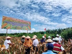 Panen Raya Jagung di Marau: Sinergi TNI-Swasta Pacu Ketahanan Pangan Nasional