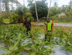 Babinsa Koramil 09/Samatiga Bersama Warga Bersihkan Gulma di Kebun Terong Desa Rangkileh