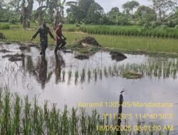 Babinsa Koramil 1005-05/Mandastana Laksanakan Pendampingan Luas Tambah Tanam (LTT) di Desa Bangkit Baru