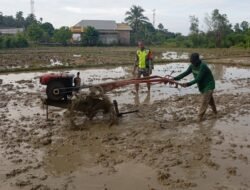Babinsa Koramil 09/Samatiga Berikan Pendampingan kepada Kelompok Tani dalam Pengolahan Sawah di Desa Pinem