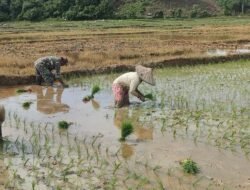 Babinsa Pos Ramil Indra Jaya Dukung Ketahanan Pangan Melalui Penanaman Padi Bersama Kelompok Tani