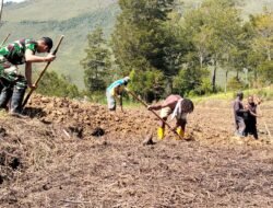 Satgas Yonif 614/RJP Dukung Ketahanan Pangan di Kampung Konikme: Penggarapan Lahan 2 Ha untuk Jagung dan Sayuran