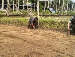 Serda Ida Babinsa Ramil 11/WT Bantu Tebar Bibit Padi