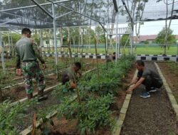 Kodim 1010/Tapin Wujudkan Ketahanan Pangan Melalui Pengelolaan Rumah Hijau