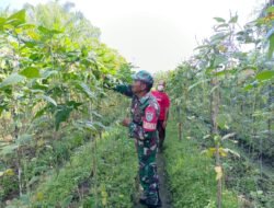 Dongkrak Perekonomian Warga Binaan, Babinsa Koramil 04/Meureubo Bantu Petani Petik Kacang Panjang
