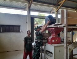 Babinsa Koramil 06 Teunom, Koptu Ardika, Bantu Petani Giling Padi, Wujud Nyata Kemanunggalan TNI dengan Rakyat