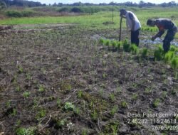 Babinsa Dampingi Petani Tanam Padi, Wujud Dukungan TNI AD pada Ketahanan Pangan