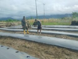 Peran Aktif Babinsa Masni Dampingi Petani Buat Lubang Tanam pada Plastik Mulsa