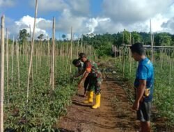 Dukung dan Sukseskan Hanpangan, Babinsa Manokwari Utara Bantu Petani Merawat Tanaman Tomat