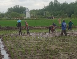 Peran Sentral Kelompok Tani Matirowalli dalam Optimalisasi Lumbung Pangan TMMD Nunukan