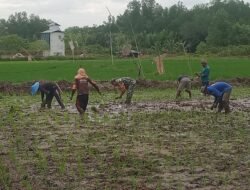 Optimalisasi Lahan dan Pengetahuan: Kunci Keberhasilan Lumbung Pangan TMMD di Nunukan