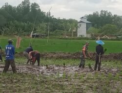 Berdayakan Masyarakat, Lumbung Pangan TMMD Jamin Ketahanan Pangan Nunukan