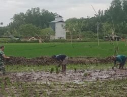 Di Bawah Tangan Dingin TNI: Petani Nunukan Menjadi Denyut Nadi Penggerak Lumbung Pangan