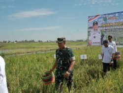 Panen Raya Padi Apung di HSU: Sinergi Pemerintah, Masyarakat, dan TNI AD