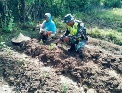 Babinsa Koramil 03 Kaway XVI Kodim 0105 Abar Bantu Warga Tanam Bibit Cabai