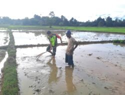 Bantu Program Pemerintah, Sertu Iwan Bantu Petani di Sawah