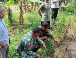 Babinsa Dampingi Petani Cek Kesuburan Tanah untuk Tanaman Padi di Ende