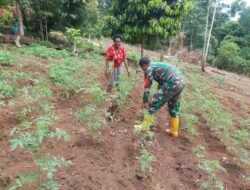 Wujudkan Ketahanan Pangan Wilayah, Babinsa Koramil 1801-01/Manokwari Bantu Warganya Tanaman di Kebun