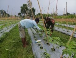 Tingkatkan Produksi Pertanian, Babinsa Masni Bantu Petani Holtikultura Merawat Tanaman