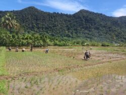 Wujud Kemanunggalan TNI dengan Petani, Praka Muh Arsyad Bantu Tanam Padi Kelompok Tani Blang Tanjung