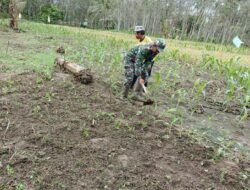 Babinsa Binuang Bersama Petani Rawat Jagung di Lahan 20 Borong