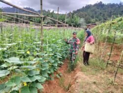Babinsa Dukung Swasembada Pangan dengan Komsos bersama Petani