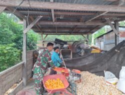 Bantu Perekonomian Warganya, Babinsa Sidey Bantu Petani Giling Jagung