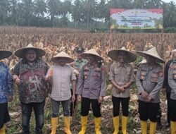 Pembangunan Ketahanan Pangan: Polri Bersama Pemkab Aceh Jaya Sukseskan Panen Jagung Perdana Kuartal II di Desa Paya Baro