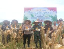 Dandim 1203/Ketapang Hadiri Panen Raya Jagung, Wujudkan Asta Cita Prabowo untuk Ketahanan Pangan