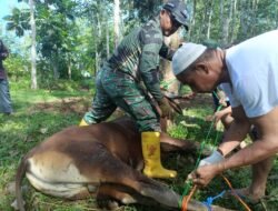 Idul Adha 2025: Kodim 1010/Tapin Bagikan 5 Hewan Kurban, Perkuat Silaturahmi dan Empati