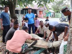 Kodim 0105/Abar Berqurban 4 Ekor Sapi dalam Rangka Idul Adha 1446 H