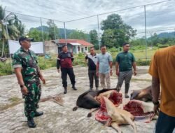 Babinsa Koramil Krueng Sabee Bersama Warga Sukseskan Pemotongan dan Distribusi Daging Qurban Idul Adha di Desa Panggong