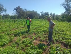 Babinsa Posramil 05/PC Aktif Dampingi Warga Rawat Tanaman Kacang di Desa Keude Suak Awe