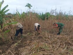 Babinsa Panga Dampingi Petani: Serda M. Ambri Bantu Bersihkan Kebun untuk Tanam Kacang