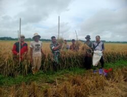 Sinergitas Babinsa dan Petani, Wujudkan Ketahanan Pangan Daerah Yang Mandiri