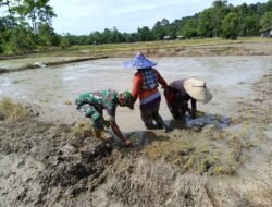 Wujud Kemanunggalan TNI, Babinsa Bantu Petani Tanam Padi di Aceh Jaya