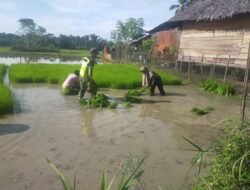 Babinsa Koramil 0105-10/Woyla Barat Bantu Petani Cabut Bibit Padi di Bawah Terik Matahari
