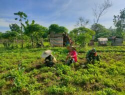 Babinsa Posramil 05/PC Aktif Dampingi Petani Demi Ketahanan Pangan Wilayah