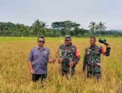 Komitmen TNI AD Nyata: Babinsa Binuang Dukung Penuh Petani Menuju Panen Raya