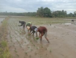 Serka Parwoto Babinsa Koramil 03/Setia Bakti Bersama Petani Kelompok Tani Blang Baro Gelar Penanaman Padi Perdana, Dukung Ketahanan Pangan Daerah